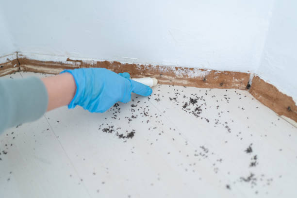 Best Local Pest Control Services  in Manchester, MD